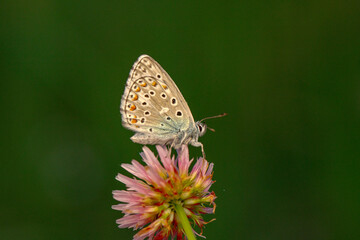 Macro shots, Beautiful nature scene. Closeup beautiful butterfly sitting on the flower in a summer garden.