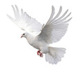 White pigeon (PNG) - ai generative 