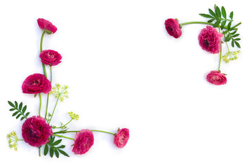 Wall Mural - pink flowers buttercups on a white background with space for text. top view, flat lay