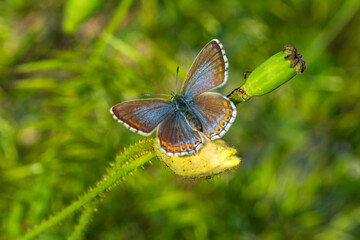 Macro shots, Beautiful nature scene. Closeup beautiful butterfly sitting on the flower in a summer garden.