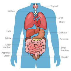 Wall Mural - Human internal organs diagram schematic raster illustration. Medical science educational illustration