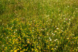 Barrowburn Hay Meadows in detail.  The upland Hay Meadows of Northumberland National Park in the Cheviot Hills at Barrowburn are rare and is a SSSI