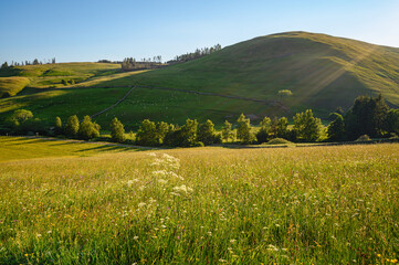 Wall Mural - tindale law and barrowburn hay meadows. the upland hay meadows of northumberland national park in th