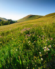 Wall Mural - barrowburn hay meadows and barrow law. the upland hay meadows of northumberland national park in the