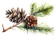 © Iryna - Watercolor illustration of cones on a green pine branch isolated on a white background.