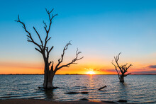 Lake Bonney Trees Silhouettes Growing Out Of The Water At Sunset, Riverland, South Australia