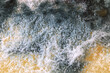 Microscopic view of mold on cheese, hard cheese with white and black mold on it. Moldy fungus on food