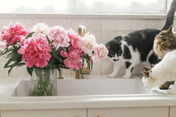 Cute cats and beautiful peonies in sink on background of brass faucet and white counter in new scandinavian house. Pet and pink peony flowers in modern kitchen interior