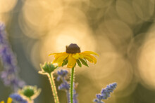 Black-eyed Susan Flower Backlit By Late Spring Evening Sun With Some Purple Sage Blooms Around It