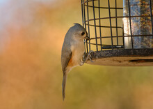 Tufted Titmouse Getting Seeds From Birdfeeder In Fall