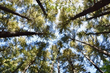 pine trees in the forest looking up to the sky scenery