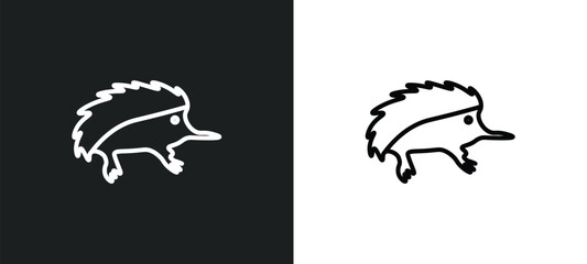Poster - echidna line icon in white and black colors. echidna flat vector icon from echidna collection for we