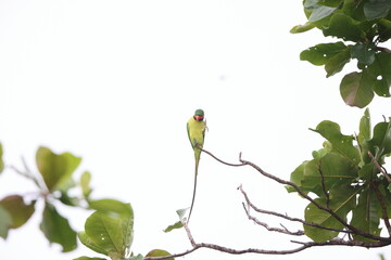 Sticker - Long-tailed parakeet (Psittacula longicauda)  in Sabah, North Borneo, Malaysia