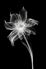 Wall Mural - Abstract illustration of a white flower in x-ray style on black background.