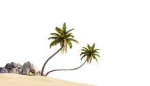 Coconut Tree In Beach On White Background With Clipping Path, 3D Illustration Rendering