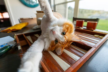 A Lovable And Playful Long Hair Orange And White Cat Lies On His Back With His Arms Outstretched On A Backgammon Board.