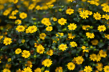  Gelbe Strauchmargerite als dekorativer Blickfang im Garten