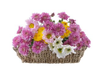 Wall Mural - chrysanthemums in basket on transparent png