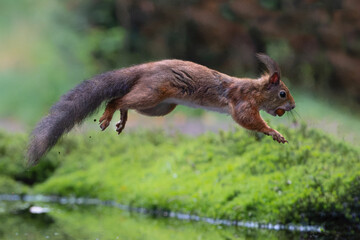 Wall Mural - Eurasian red squirrel (Sciurus vulgaris) jumping in the forest of Noord Brabant in the Netherlands. Green background