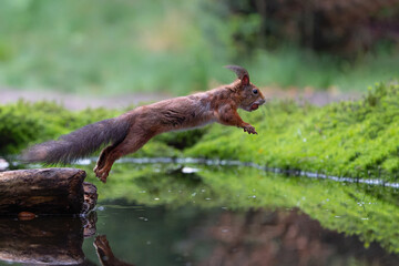 Wall Mural - Eurasian red squirrel (Sciurus vulgaris) jumping in the forest of Noord Brabant in the Netherlands. Green background