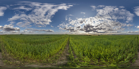 Wall Mural - spherical 360 hdri panorama among green grass farming field with clouds on blue evening sky in equir