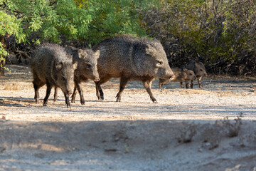Wall Mural - Five members of a family of collared peccary, Dicotyles tajacu, AKA javelina, two of them, young babies in the Sonoran Desert. Pima county, Tucson, Arizona, USA.