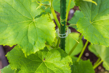 Wall Mural - Close-up view of plastic fixing clip supporting cucumber plant in greenhouse.