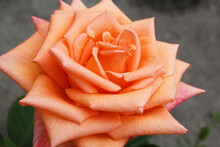 Orange Rose Flower On A Gray Background