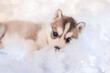 A little one and a half month old husky puppy on white fluff with luminous garlands.