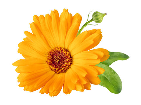 Calendula officinalis flower isolated on white or transparent background. Marigold medicinal plant, healing herb. One single calendula flower.