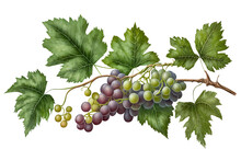 Grape Bunch Of Green And Dark Grapes Isolated On A White Background Illustration. Long Grape Branch