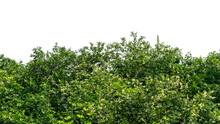 Wild Privet Hedge Tree (Ligustrum Chinensis) Isolated