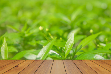 Wall Mural - Empty wooden table top or counter and sunlight blur bokeh of leaves and trees nature background in green spring garden for template mock up and display montages product. Wood table plank background