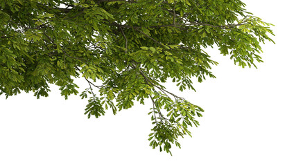 Fototapete - Large tree branches and foliage leaves on top border 3d render png