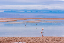 Three Wild Flamingoes Looking For Food In The Shallow Waters Of Lagoon At Atacama Desert