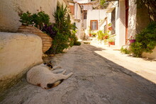 Cat Dozing In The Shadow Of A House In The Plaka Quarter Of Athens
