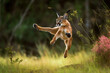 Funny image of an African Caracal exercising karate, kick in the air. Amazing African Wildlife. Generative Ai