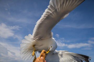 Wall Mural - Seagull - Larus marinus flies through the air with outstretched wings. Blue sky. The harbor in the background.