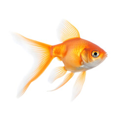 Wall Mural - goldfish isolated on white transparent background