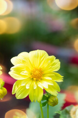 Wall Mural - Closeup of a yellow dahlia bloom in a garden