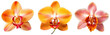 Orange orchid blossom collection, flower bundle isolated on white background as transparent PNG, generative AI
