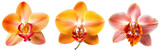 Orange orchid blossom collection, flower bundle isolated on white background as transparent PNG, generative AI