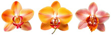 Orange Orchid Blossom Collection, Flower Bundle Isolated On White Background As Transparent PNG, Generative AI