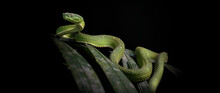 Green Viper, Costa Rica's Venomous Wonder.  Wildlife Photography. 