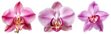 Pink Orchid Blossom Collection, Flower Bundle Isolated On White Background As Transparent PNG, Generative AI