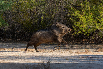 Wall Mural - A large adult collared peccary, Dicotyles tajacu, AKA javelina, appears to be launching into the air while running through an open space in the Sonoran Desert. Pima county, Tucson, Arizona, USA.
