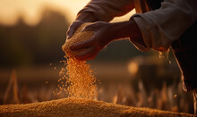Hands Of Unrecognized Farmer Pouring Picked Crop Of Grain. Agrarian Checking The Wheat Harvest. Blurred Backdrop. Generative AI.