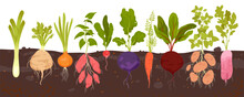 Root Vegetables Grow In Soil, Infographic Diagram With Underground Patch Vector Illustration. Cartoon Harvest Of Tubers With Leaf And Veggies Bulbs Growing In Ground Of Field Or Backyard Garden