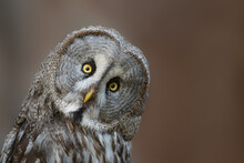 Great Grey Owl Strix Nebulosa, Also Known As Great Gray Owl