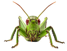 Green Grasshopper Locust From The Front Isolated - Generative AI